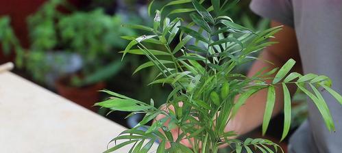 袖珍椰子树如何养殖（袖珍椰子的养殖方法和注意事项）