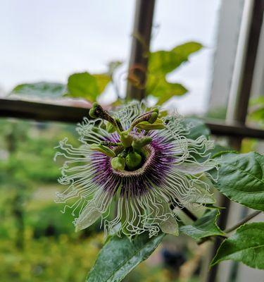 百香果如何种植（百香果种植技术和管理）