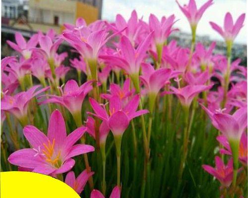 葱兰球怎么种（葱兰的养殖方法和注意事项）