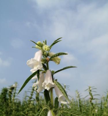 什么时候种芝麻合适（芝麻的种植时间和方法）