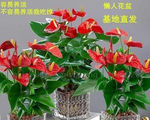 什么鲜花适合放在卧室（盘点七种适合放卧室的绿植）