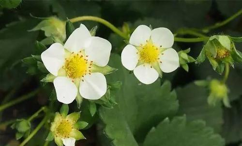 花芽分化是什么意思（花芽分化通俗的解释）