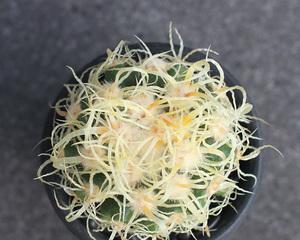 金琥仙人球多久浇一次水（金虎仙人球正确的浇水方法）