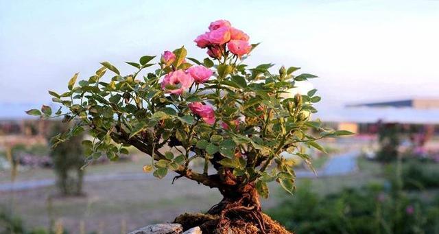 月季花适合什么土壤种植（盆栽月季花栽培方法讲解）