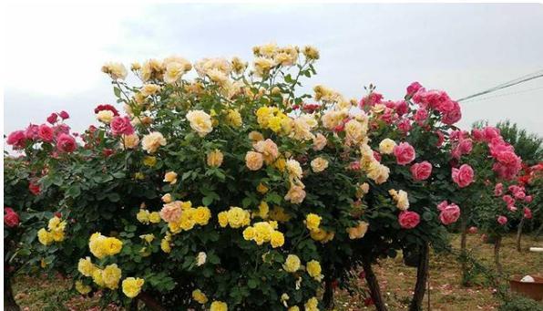 月季花适合什么土壤种植（盆栽月季花栽培方法讲解）