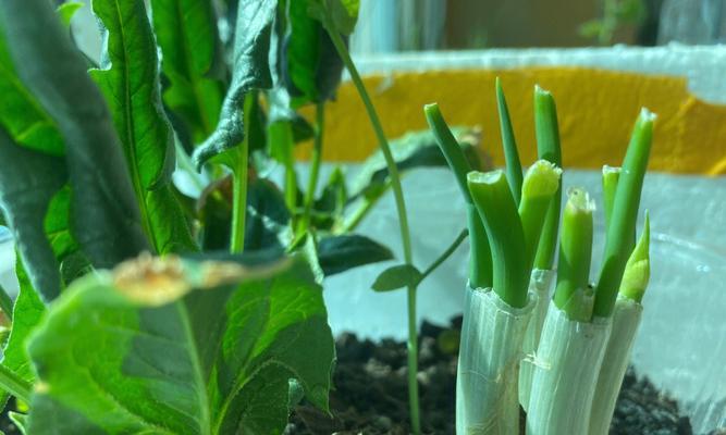 菠菜种子怎么播种（菠菜的种植方法和步骤）