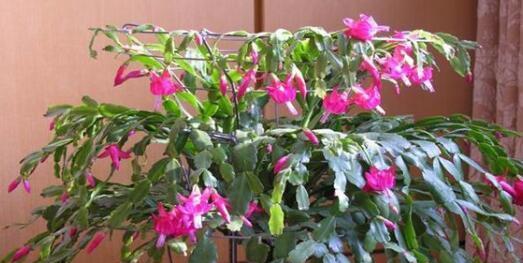 蟹爪兰花怎么养（蟹爪兰养护知识）