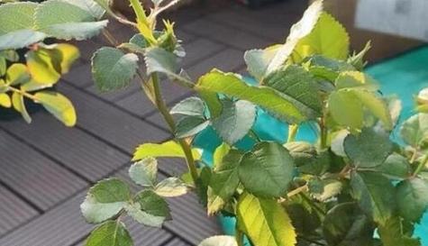 月季花苗什么时候移栽（了解月季移栽的注意事项）