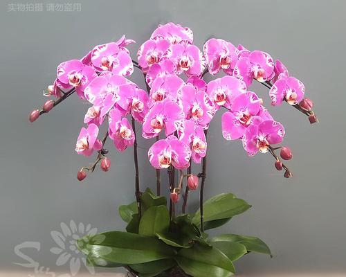 蝴蝶兰的栽培技术（打造美丽花园的必备之选）