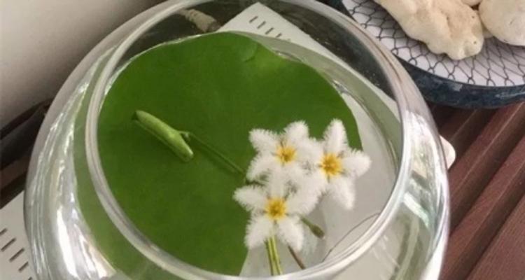 一叶莲水培怎么养（一叶莲水培方法讲解）