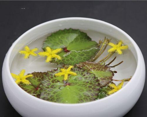 一叶莲水培怎么养（一叶莲水培方法讲解）
