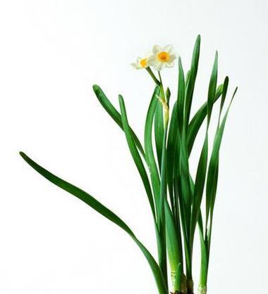 水仙花如何种植开花（水仙花的栽培技术要点）