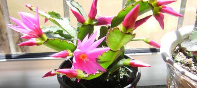 昙花冬天的养殖方法（冬天昙花的养护与管理）