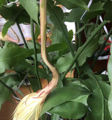 昙花冬天的养殖方法（冬天昙花的养护与管理）
