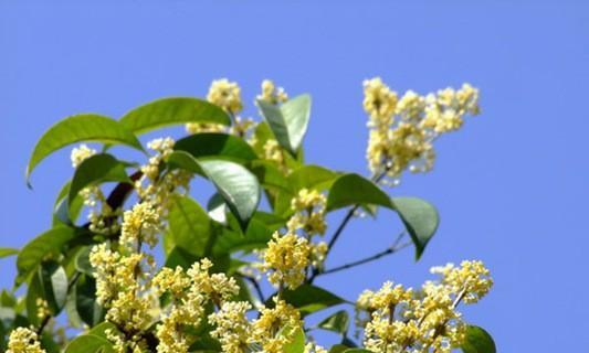 桂花养植注意事项是什么（养护桂花的技巧）