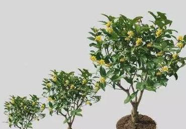 桂花养植注意事项是什么（养护桂花的技巧）