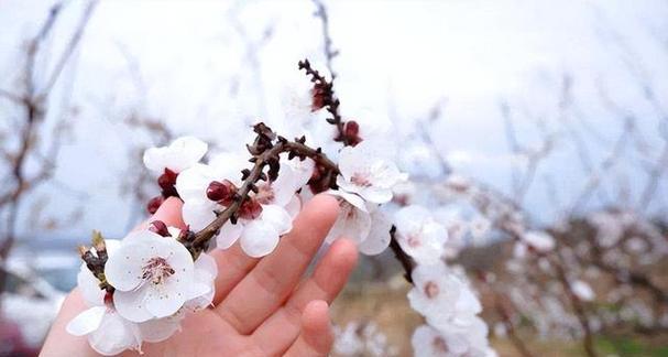12月有什么花盛开（冬日芬芳的代表性植物）