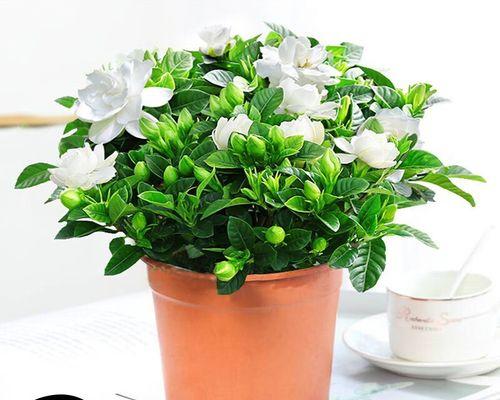 室内栀子花怎么养（分享栀子花的养殖技术）