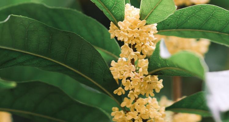 桂花有几种哪种（桂花的品种大全介绍）