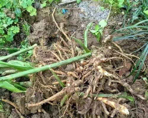 生姜什么时间种植（生姜种植方法和时间）