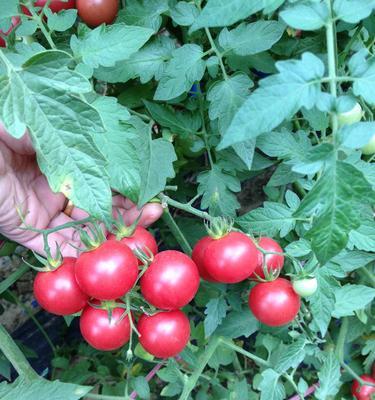 西红柿种子怎么种植（西红柿的种植方法和管理）