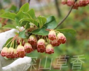 灯笼花如何养（灯笼花养殖方法与注意事项）