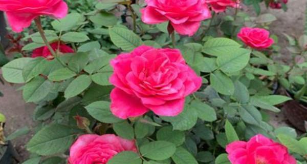 月季花用什么肥料（教你正确养护月季）