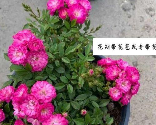 10月份开花的有什么花（十月份代表的花卉介绍）