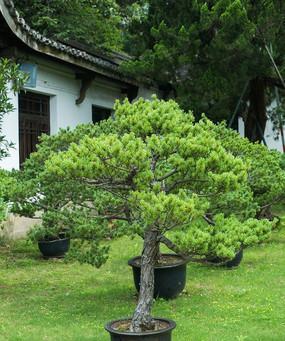 盆栽松树的种类有哪些（盘点十大常见的松树种类）