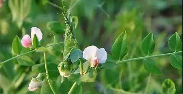 豆角什么时候种植（豆角种植技术与管理）