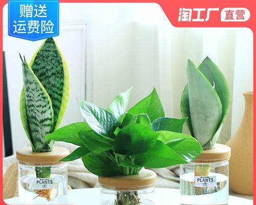 水培的室内植物有哪些（水培植物品种大全）