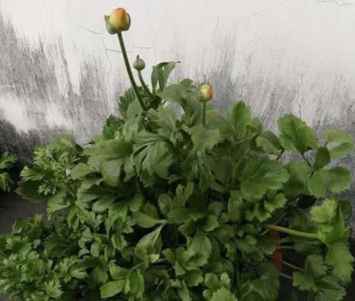 芹菜几月份播种（芹菜的种植方法和时间）