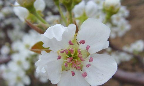 梨花开花时间什么季节（观赏梨花花期简介）