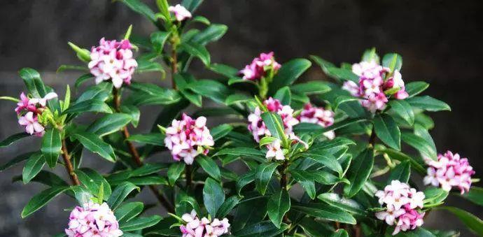 金边瑞香什么时间开花（金边瑞香的养殖方法和注意事项）