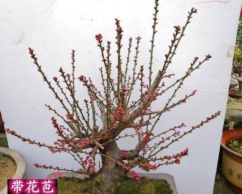 玫瑰小鸟芍药图片