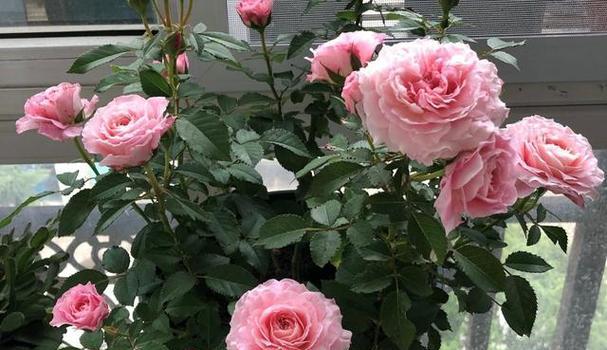 玫瑰花与月季花哪个好养（描述玫瑰花和月季代表的意义）