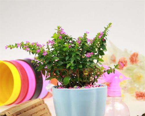 室内花卉品种大全（最适合室内养的植物排名）