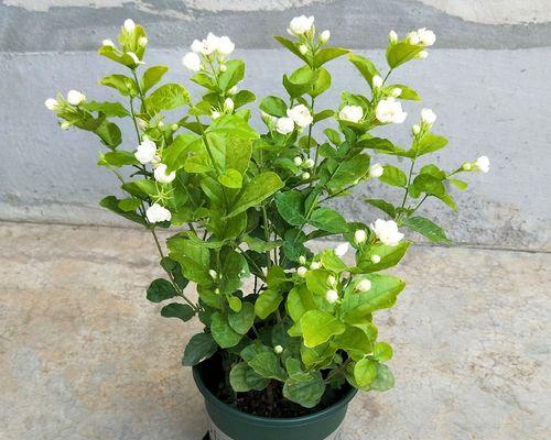 重瓣茉莉怎么养（详解重瓣茉莉花养护技巧）