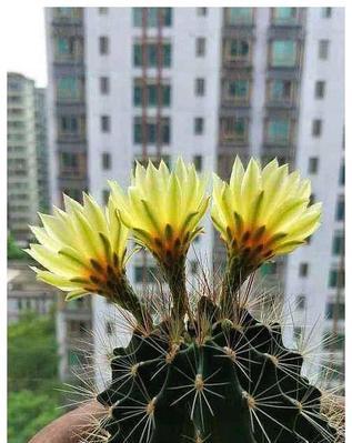 仙人球花苞到开花需要多久（仙人球的花期时间）