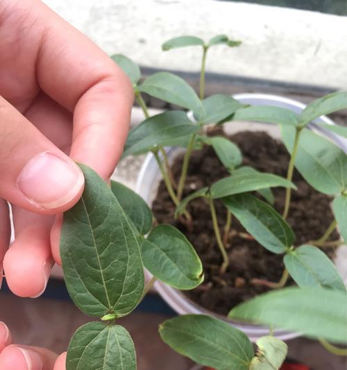 绿豆什么时候种植产量高（绿豆种植方法和条件）