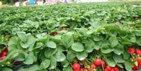 草莓适合什么时候种植（草莓露天种植时间和方法）