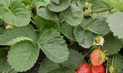 草莓适合什么时候种植（草莓露天种植时间和方法）