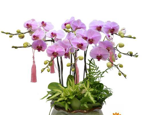 蝴蝶兰怎样繁殖新苗（蝴蝶兰的繁殖方法和注意事项）