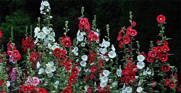 蜀葵夏天可以种吗（蜀葵的种植方法和时间）