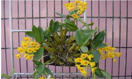 铁皮石斛怎么种植方法（有关铁皮石斛种植技术）