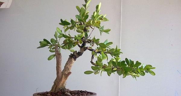 豆瓣黄杨盆景怎么养（盆栽小叶黄杨养护知识）