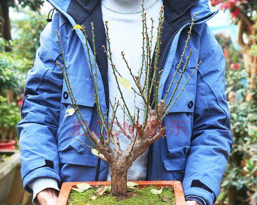 探春花盆景怎么养（探春花盆景养护技巧）