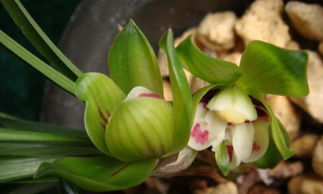 兰花的分类和特点有哪些（有关兰花的品种分类）