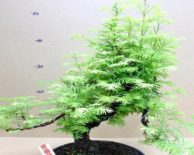 盆景水杉怎么养（水杉盆景养护技巧）