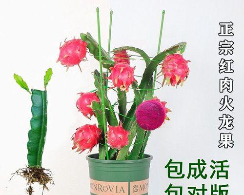 火龙果盆栽种植方法（打造家庭火龙果小园）
